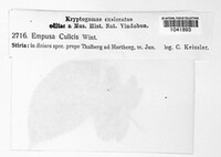 Entomophthora culicis image